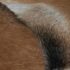 vidaXL Bench Goatskin Leather Teak - Image 6