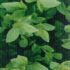 vidaXL Garden Privacy Screen PVC 70x0.19 m Green - Image 6