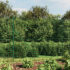 vidaXL Wire Mesh Fence Green 1.6x25 m Galvanised Steel
