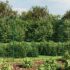 vidaXL Wire Mesh Fence with Spike Anchors Green 1.4x25 m