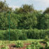 vidaXL Wire Mesh Fence with Spike Anchors Green 1.8x25 m