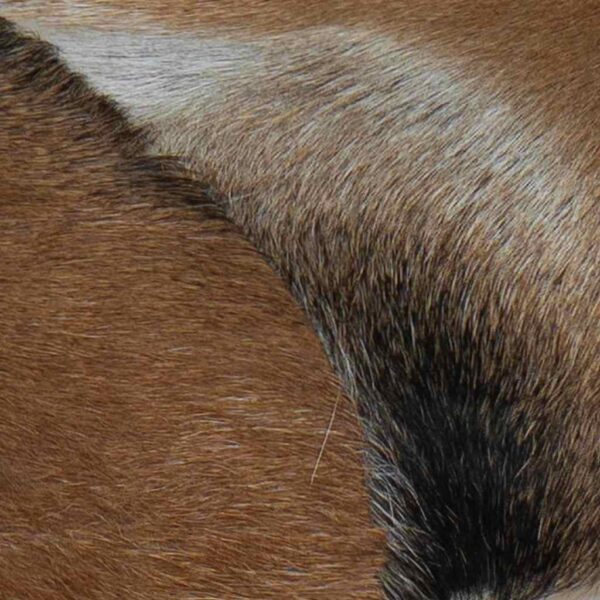 vidaXL Bench Goatskin Leather Teak - Image 6